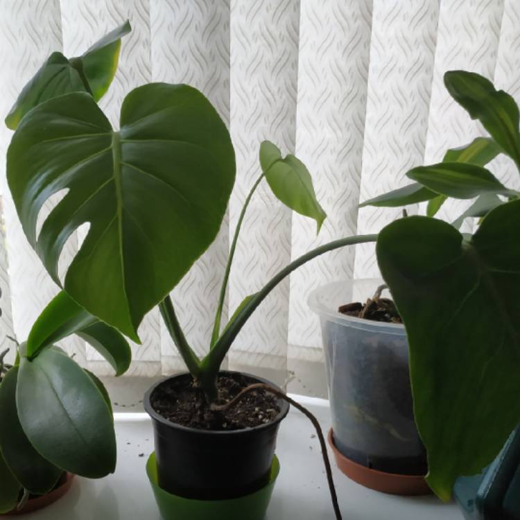 plant image 997721