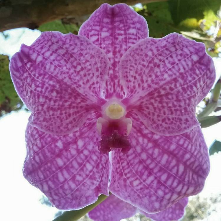 Plant image Vanda
