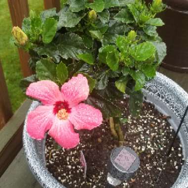 Hibiscus