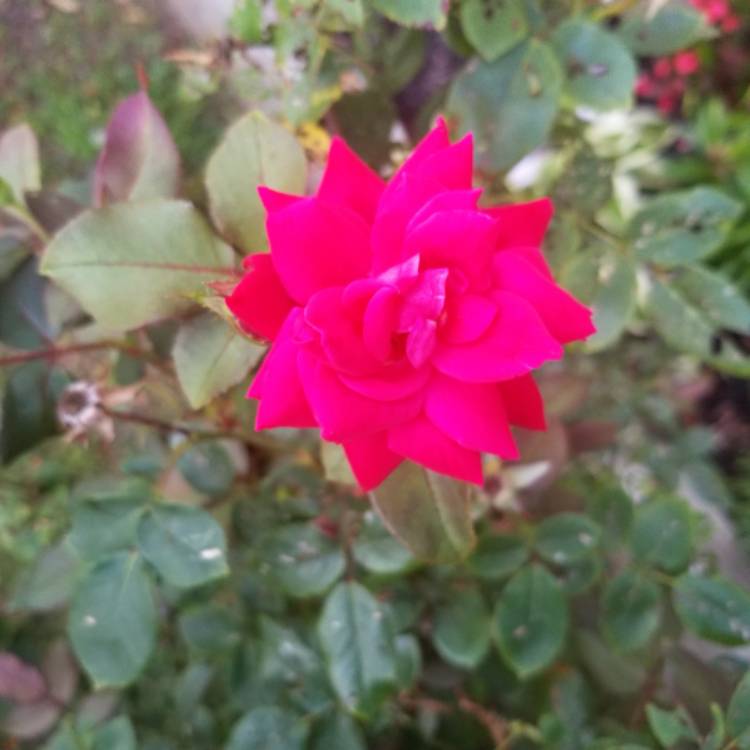 plant image 755014