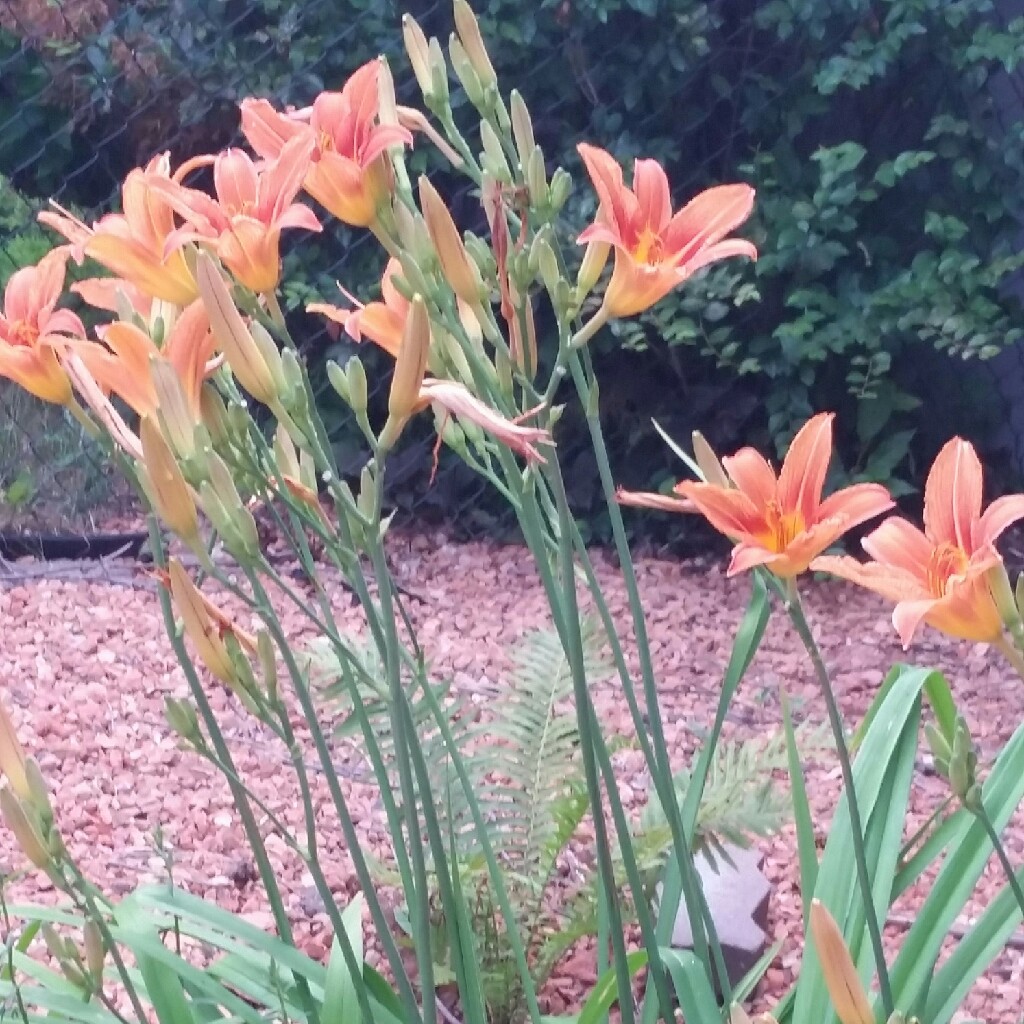 Plant image Hemerocallis 'Mauna Lowa'