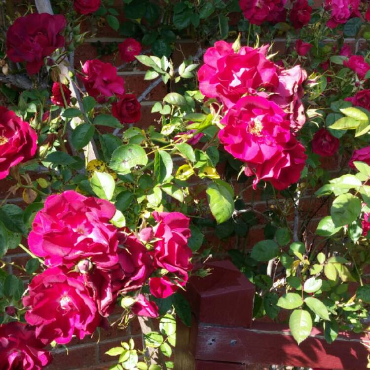 Plant image Rosa 'Prose' syn. Rosa 'Burgundy Iceberg', Rosa 'Burgundy Ice'