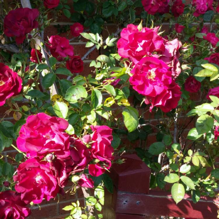 Rosa 'Prose' syn. Rosa 'Burgundy Iceberg', Rosa 'Burgundy Ice', Rose ...