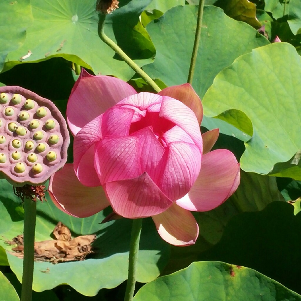 Plant image Nelumbo nucifera