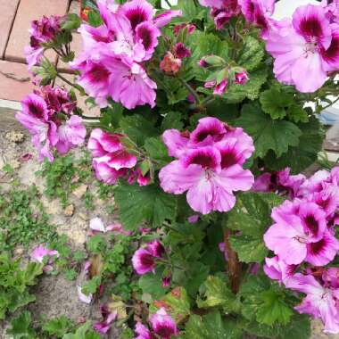 Pelargonium (Geranium)