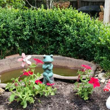 Kim's garden