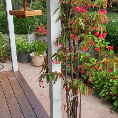 Kim's garden