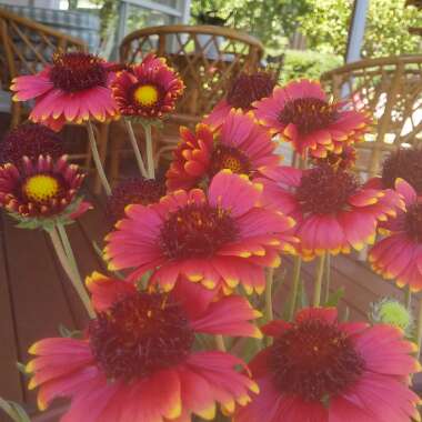 Blanket Flower 'Arizona Sun'