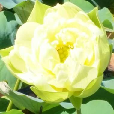 Kim's garden