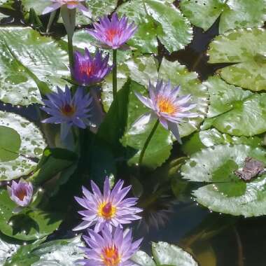 Kim's garden