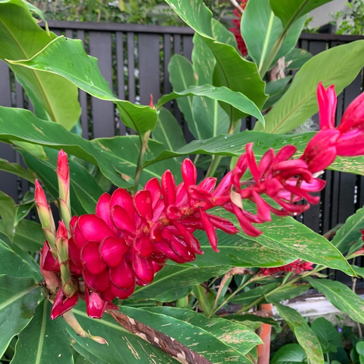 Plant image Alpinia Purpurata