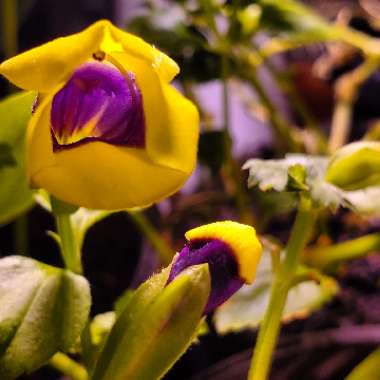 Torenia Summer Wave Large Blue
