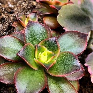 Aeonium (Unknown Variety)