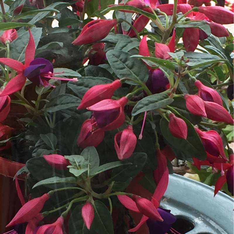 plant image 144122