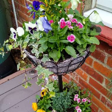 Glenn's garden