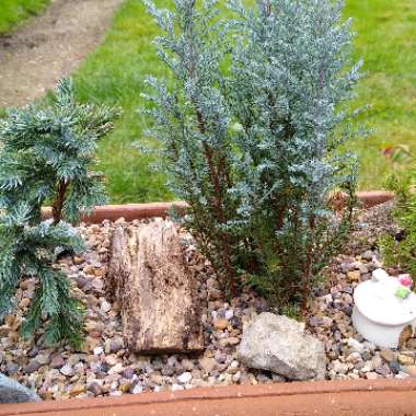Glenn's garden