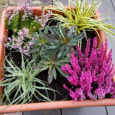 Glenn's garden