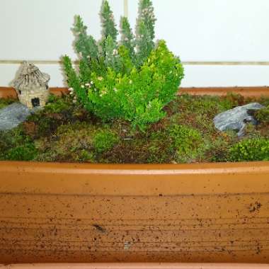 Glenn's garden