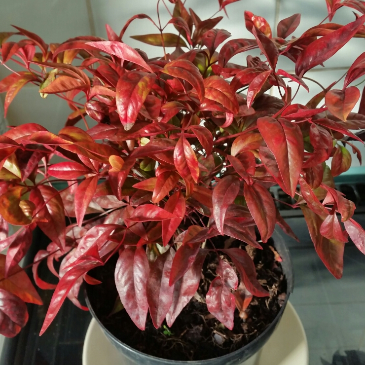 Plant image Nandina domestica 'Fire Power'