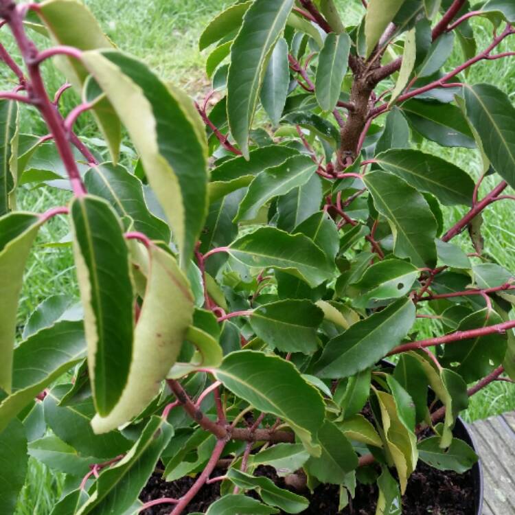 Plant image Prunus lusitanica 'Angustifolia'