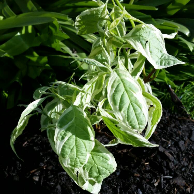 Plant image Cornus alba 'Sibirica Variegata'