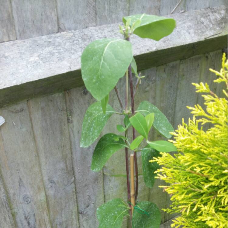 plant image 442417