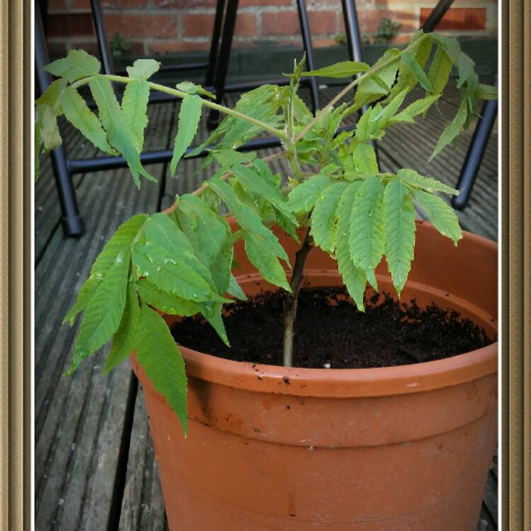 plant image 447276 plant image 447276