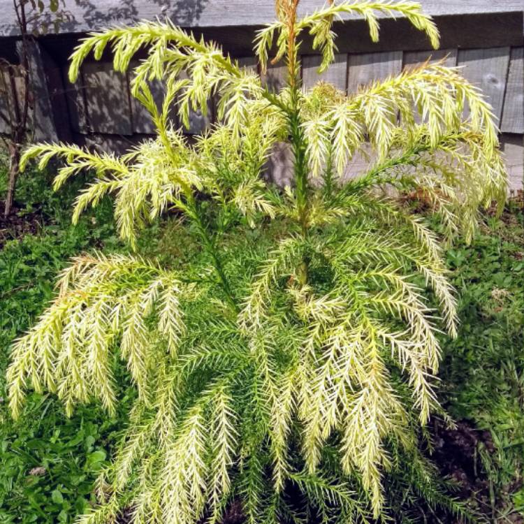 plant image 531015