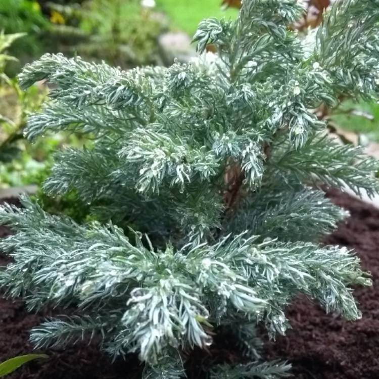 Plant image Chamaecyparis pisifera 'True Blue'