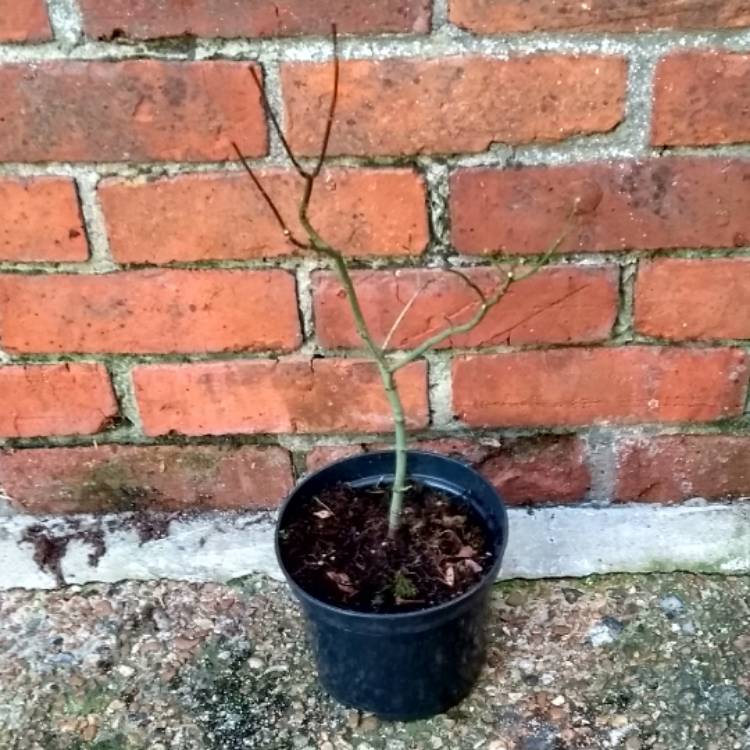 Plant image Acer circinatum