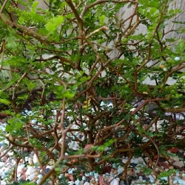 Pagoda Tree 'Little Baby'