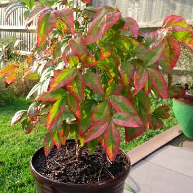 Heavenly bamboo 'Fire Power'