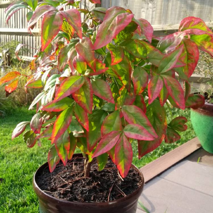 Plant image Nandina domestica 'Fire Power'