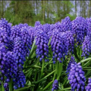 Kinga's garden