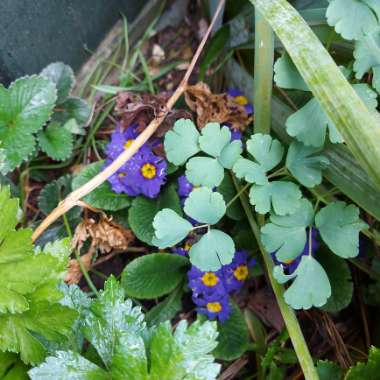 Kinga's garden