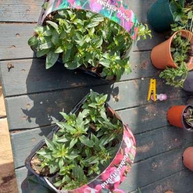 Kinga's garden
