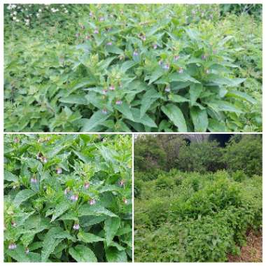 Kinga's garden