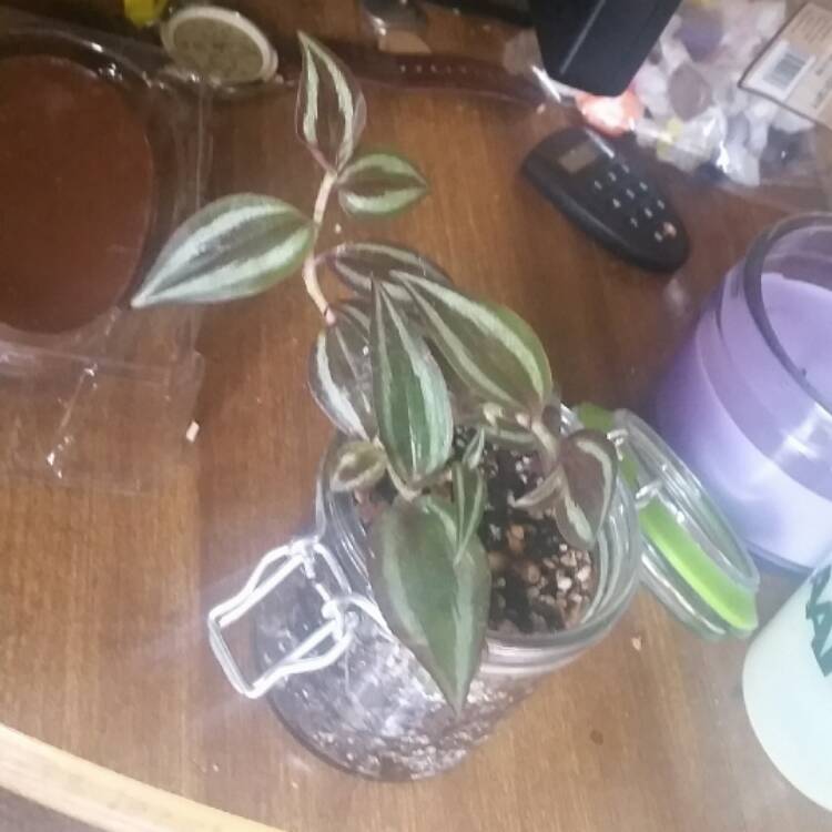 plant image 385945
