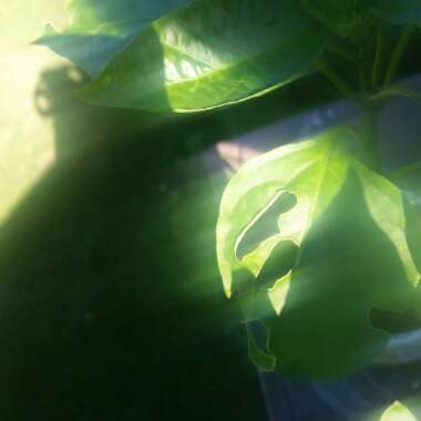 Capsicum annuum