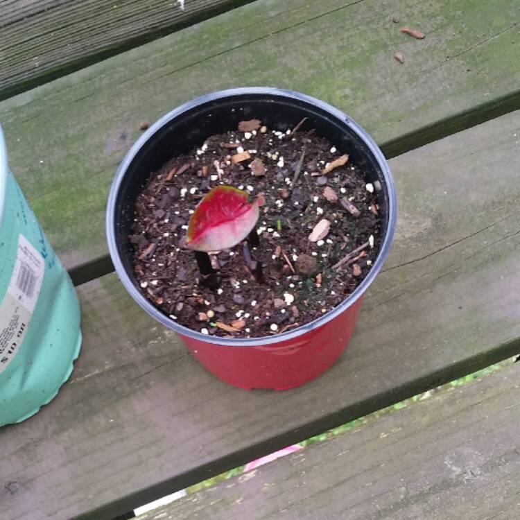 plant image 420484