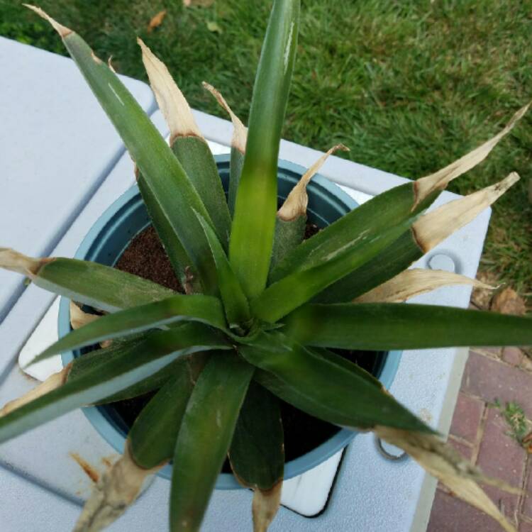 plant image 481171