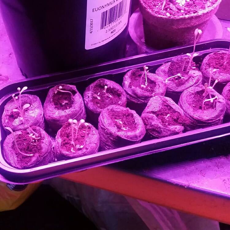 plant image 639951