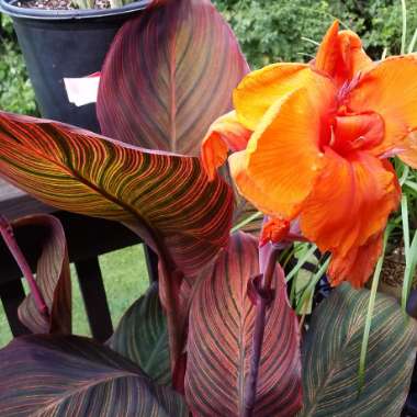Canna 'Phasion'