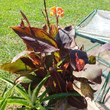 Canna 'Phasion'
