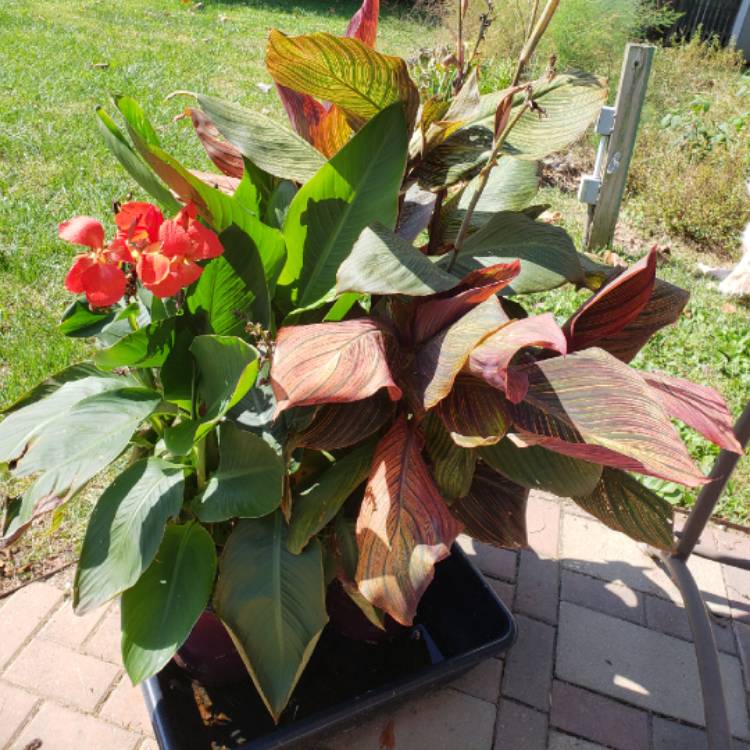 plant image 863830