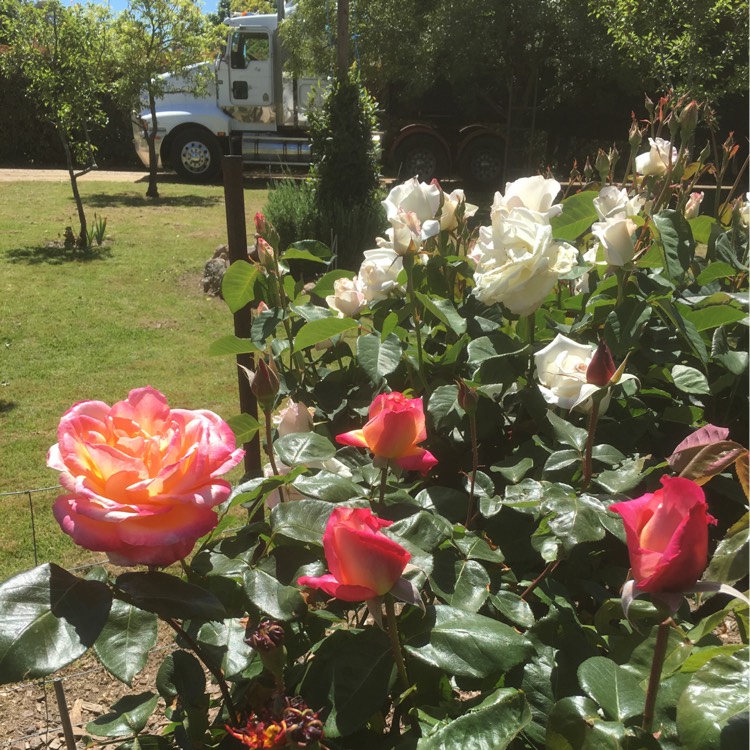 plant image 272569