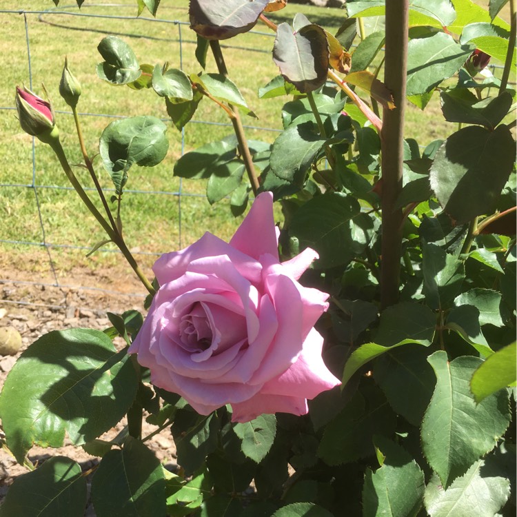 Plant image Rosa 'Tannacht' syn. Rosa 'Blue Moon', Rosa 'Blue Munday', Rosa 'Sissi', Rosa 'Navo-Rose', Rosa 'Mainzer Rad', Rosa 'Mainzer Fastnacht'