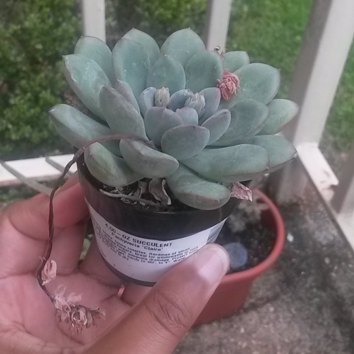 Plant image x Pachyveria Claire