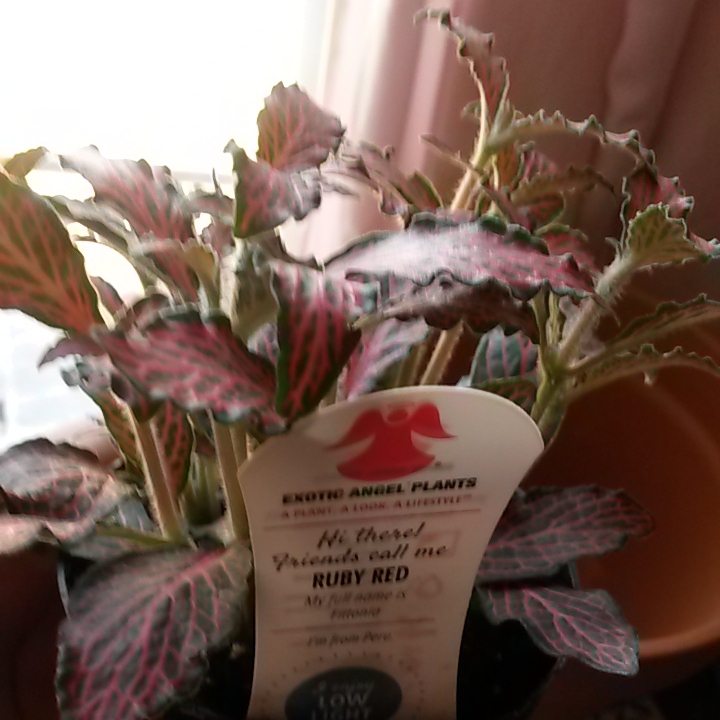 plant image 635914