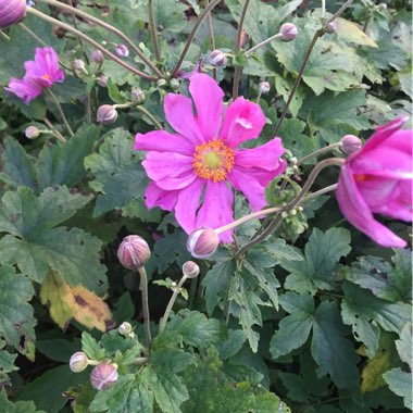 Anemone hupehensis syn. Anemone scabiosa